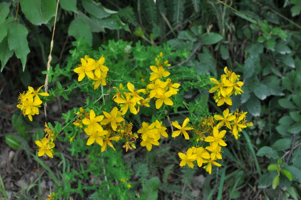 گیاه کوهی علف چای (گل راعی)