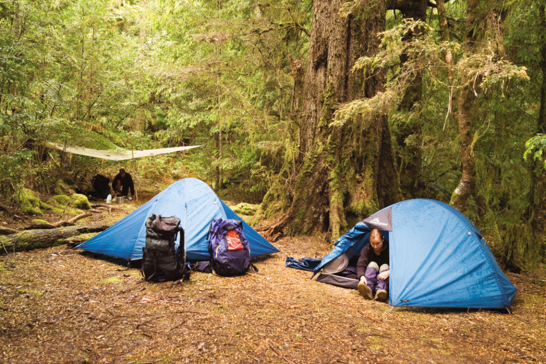اصول برپایی چادر P Forest of the Giants tents 72dpi - اصول برپایی چادر